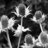 Norman Hadley - Thistles