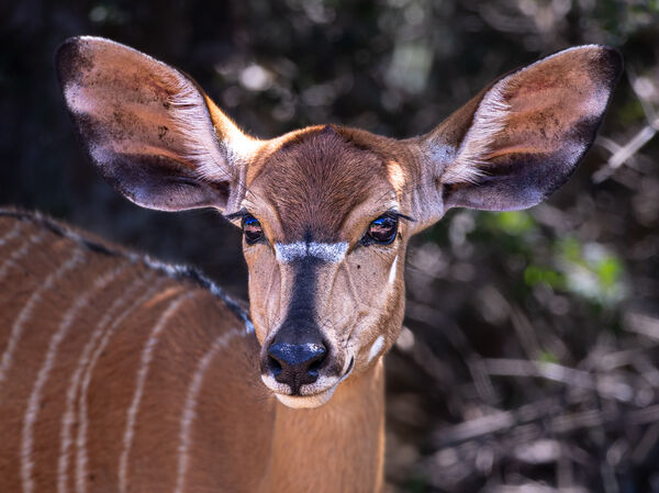 Nyala, Sibuya Game Park, South Africa