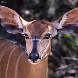 Nyala, Sibuya Game Park, South Africa
