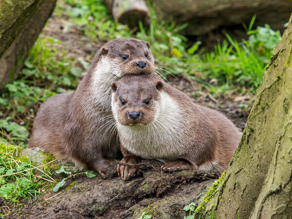 Otters