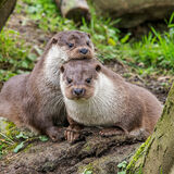 Otters
