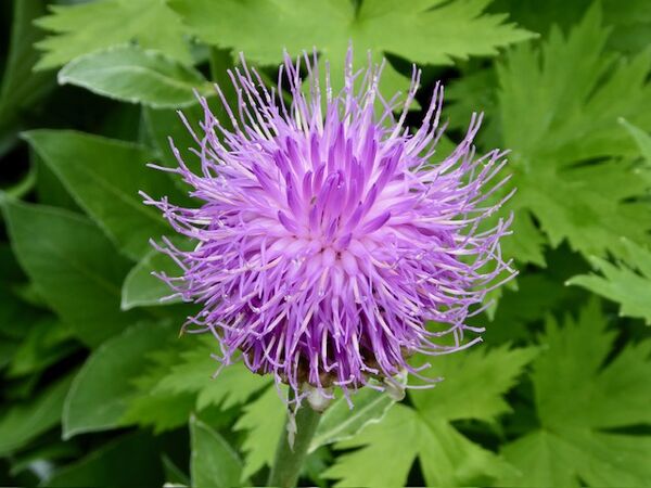 Spiky Flower