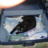 Peter Dunlop - Cat Wants to Come on Holiday