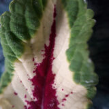 Peter Dunlop - Coleus Leaf