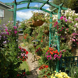 Peter Dunlop - My Garden 3
