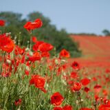 Poppies