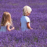 Vanessa Trownson - Purple Sea