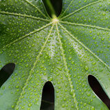 Rain Drops on Leaf