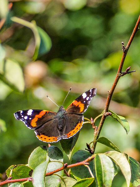 Red Admiral