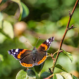 Red Admiral