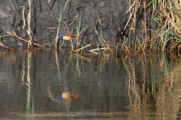 Reflections on a kingfisher