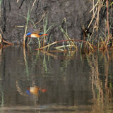 Reflections on a kingfisher