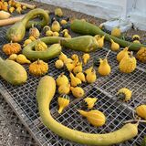 Squashes at West Dean