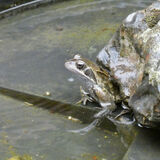 Richard Perry - A Frog in my Bird Bath