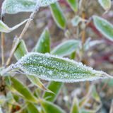 Richard Perry - A Leaf on a Frosty Morning