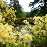 Richard Perry - Azaleas by the lake at Stody Gardens, Norfolk