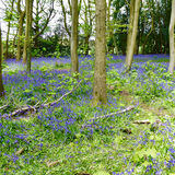 Richard Perry - Bluebell Wood