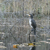 Richard Perry - Cormorant on Kelling Heath Norfolk