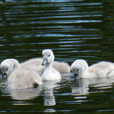 Richard Perry - Cygnets in Mewsbrook Park