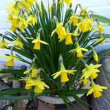 Richard Perry - Daffodils Have Arrived