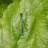 Richard Perry - Dragonfly at Highdown Gardens
