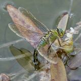 Richard Perry - Dragonfly at The Newt Gardens, Somerset