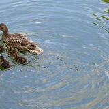 Richard Perry - Duck Reflections