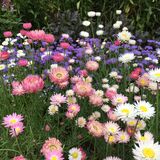 Richard Perry - Flowers at Nymans
