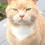 Richard Perry - Ginger Cat who lives in Leicestershire