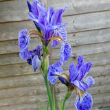 Richard Perry - Irises May 2020