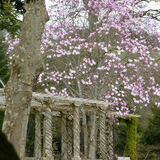 Richard Perry - Magnolia Tree at West Dean