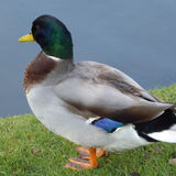 Richard Perry - Mallard Duck