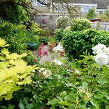 Richard Perry - My Angmering Garden June 2020