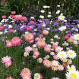 Nature's Colours