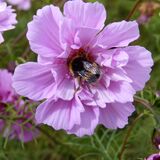 Richard Perry - Nectar Collecting
