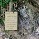 Richard Perry - Old Yew in Churchyard