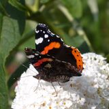 Richard Perry - Red Admiral on Buddleia