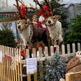 Richard Perry - Singing Reindeer in a Garden Centre in Tamworth