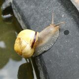 Richard Perry - Snail on Bird Batch