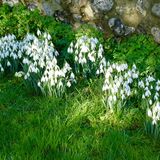Richard Perry - Snowdrops in Churchyard