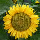 Richard Perry - Sunflower