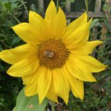 Richard Perry - Sunflower with bee