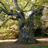 Richard Perry - Very Old Tree at Sheffield Park