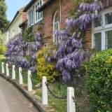 Rod Armstrong - Malt Barn Wisteria - 1st