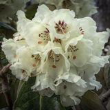 Rod Armitage - Plocton April Rhododendron