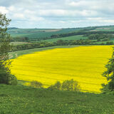 Rod Armitage - Rape Fields, Lower Barpham Farm
