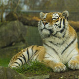 Rod Armstrong - Amur Tiger
