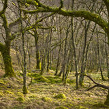 Rod Armstrong - Ariundle Ancient Forest, Strontian - 3rd (6 votes)