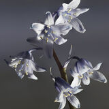 Rod Armstrong - Bluebells