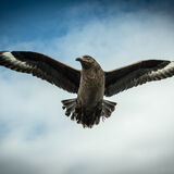 Rod Armstrong - Bonxie - 2nd (12 votes)